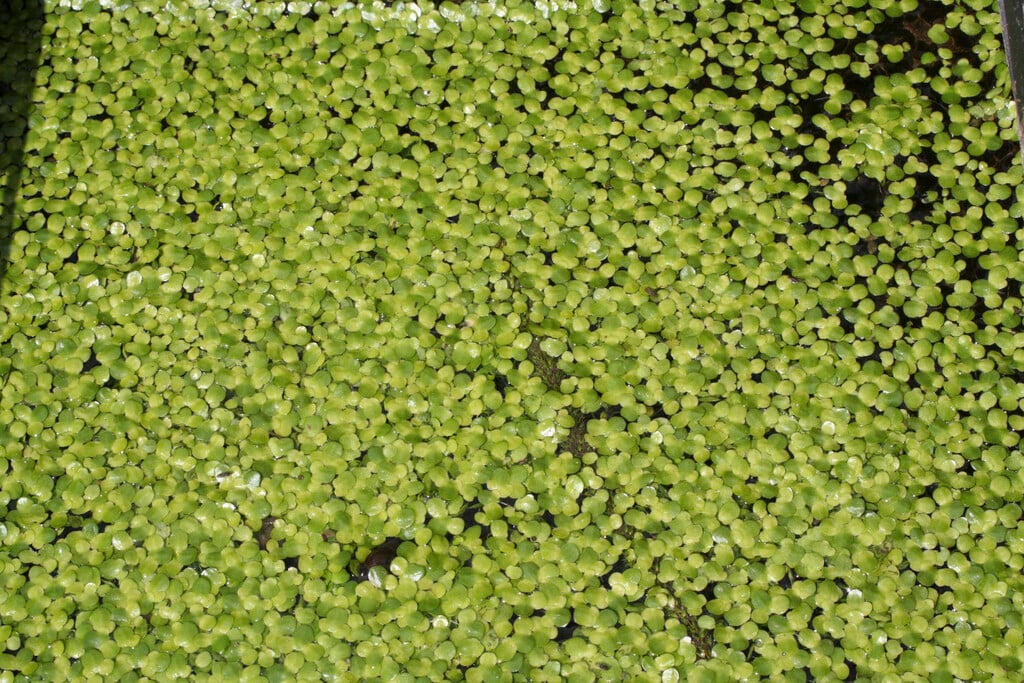 common duckweed