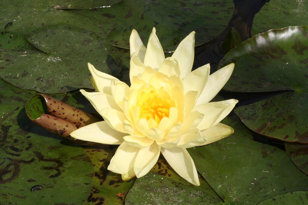 <em>Nymphaea</em> 'Joey Tomocik' (H)