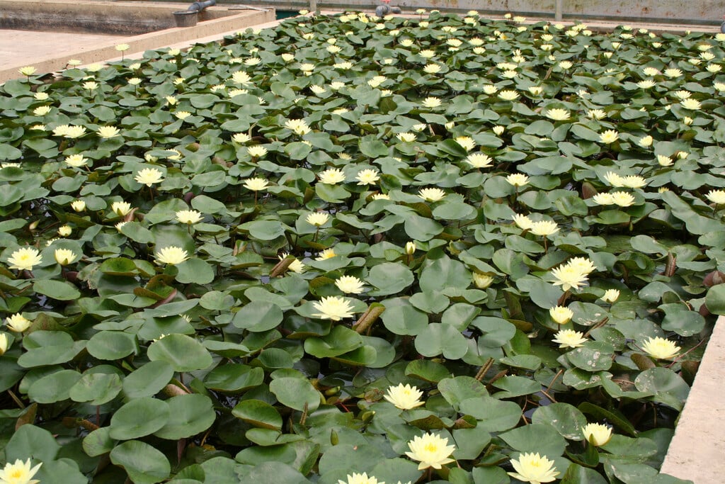 <em>Nymphaea</em> 'Joey Tomocik' (H)