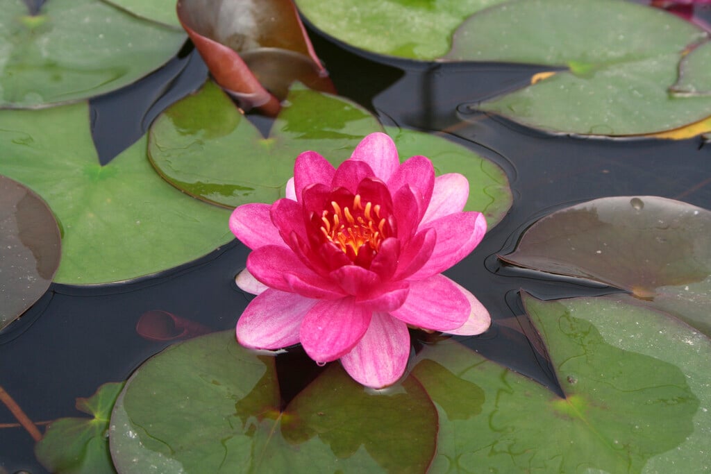 waterlily 'Perry's Baby Red'