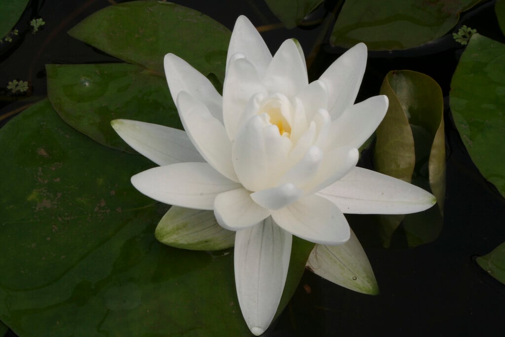 <em>Nymphaea</em> 'Perry's Double White' (H)
