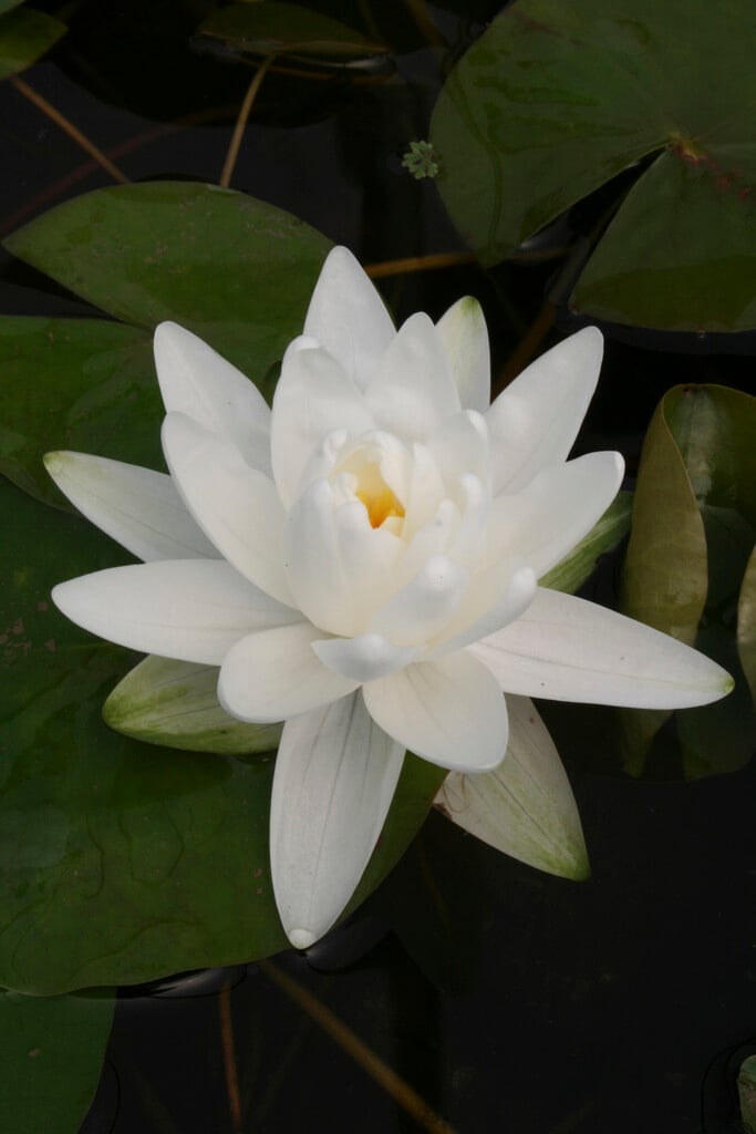 <em>Nymphaea</em> 'Perry's Double White' (H)