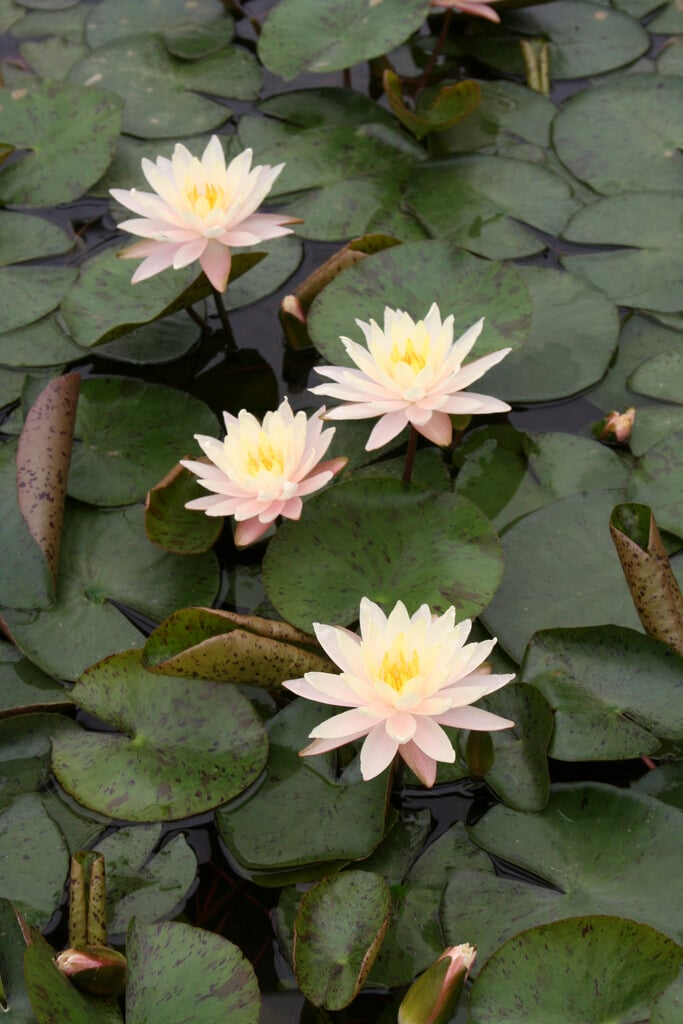 waterlily 'Barbara Dobbins'