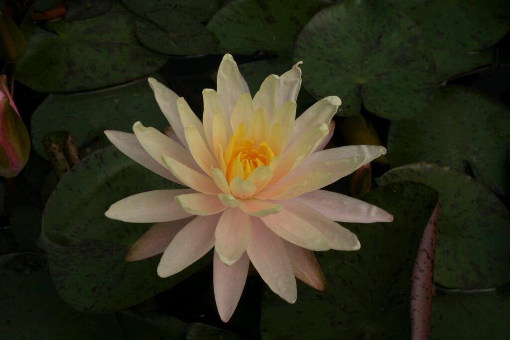 waterlily 'Barbara Dobbins'
