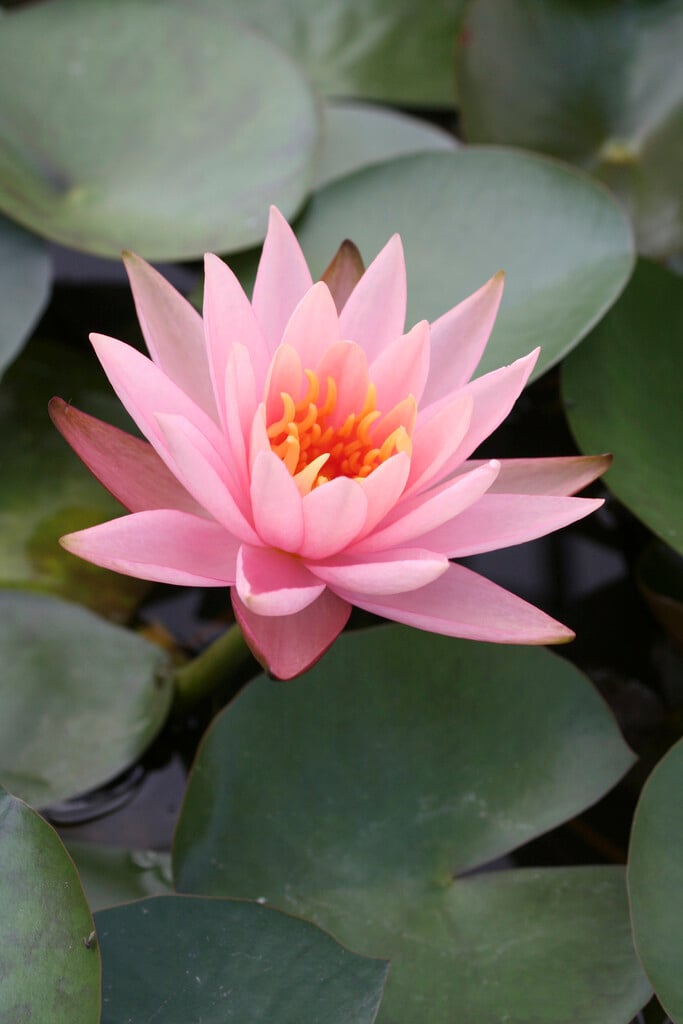 <em>Nymphaea</em> 'Colorado' (H)