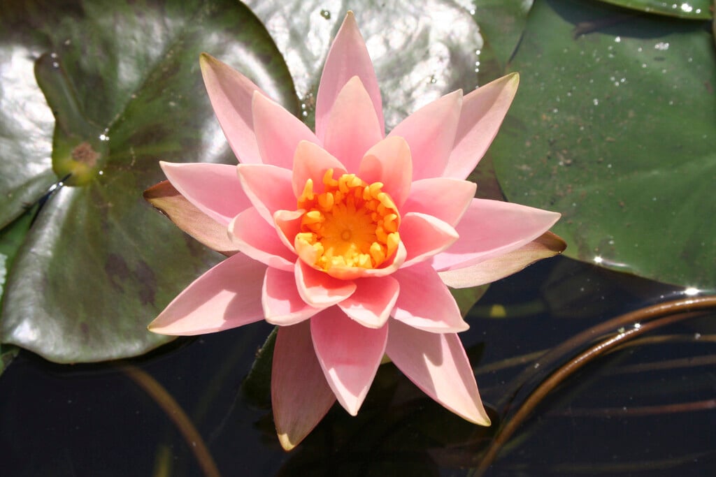 <em>Nymphaea</em> 'Colorado' (H)