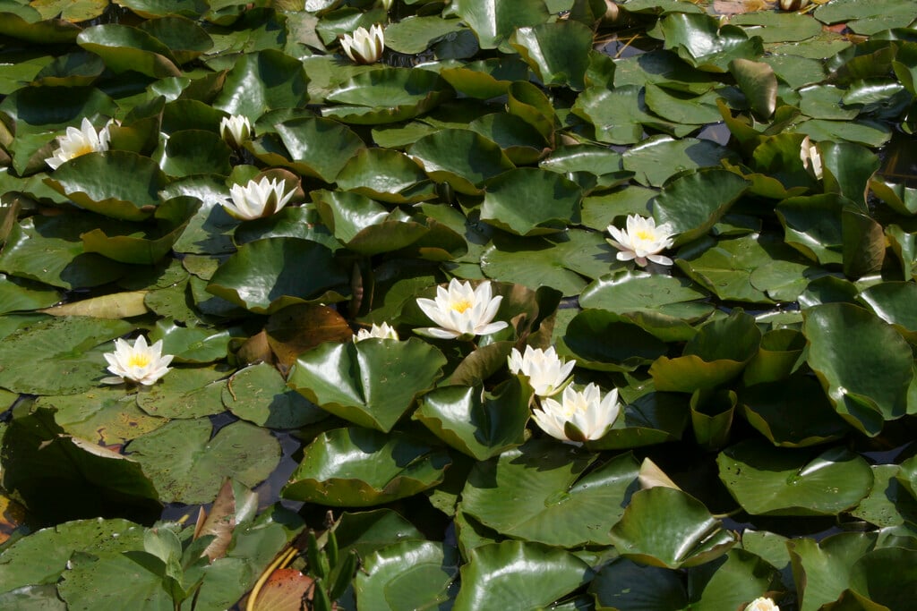 waterlily 'Hermine'