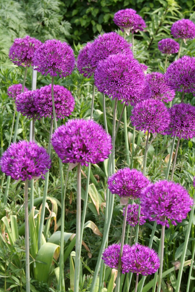 Sturon 50 x Onion Sets RHS Award of Garden Merit GET Growing in Your Beautiful Garden 