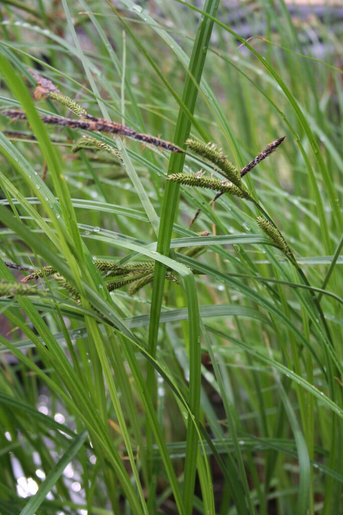pendulous sedge 'Moonraker'