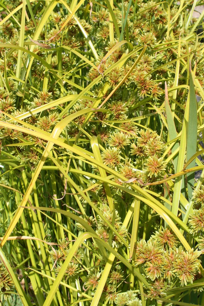 pale galingale