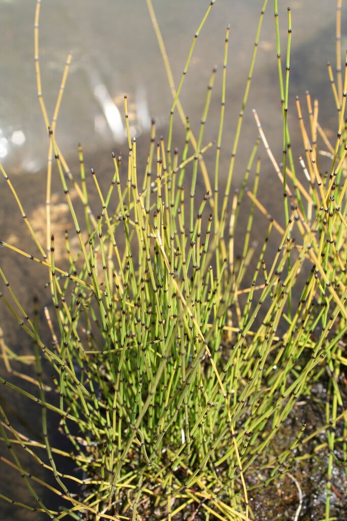 rush horsetail