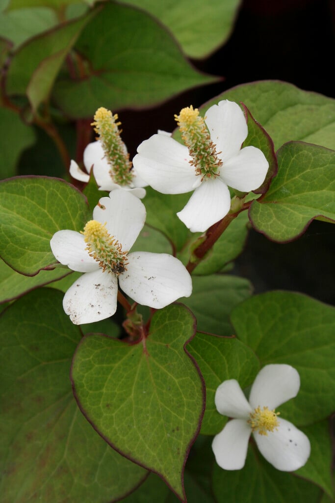 heart-leaved houttuynia