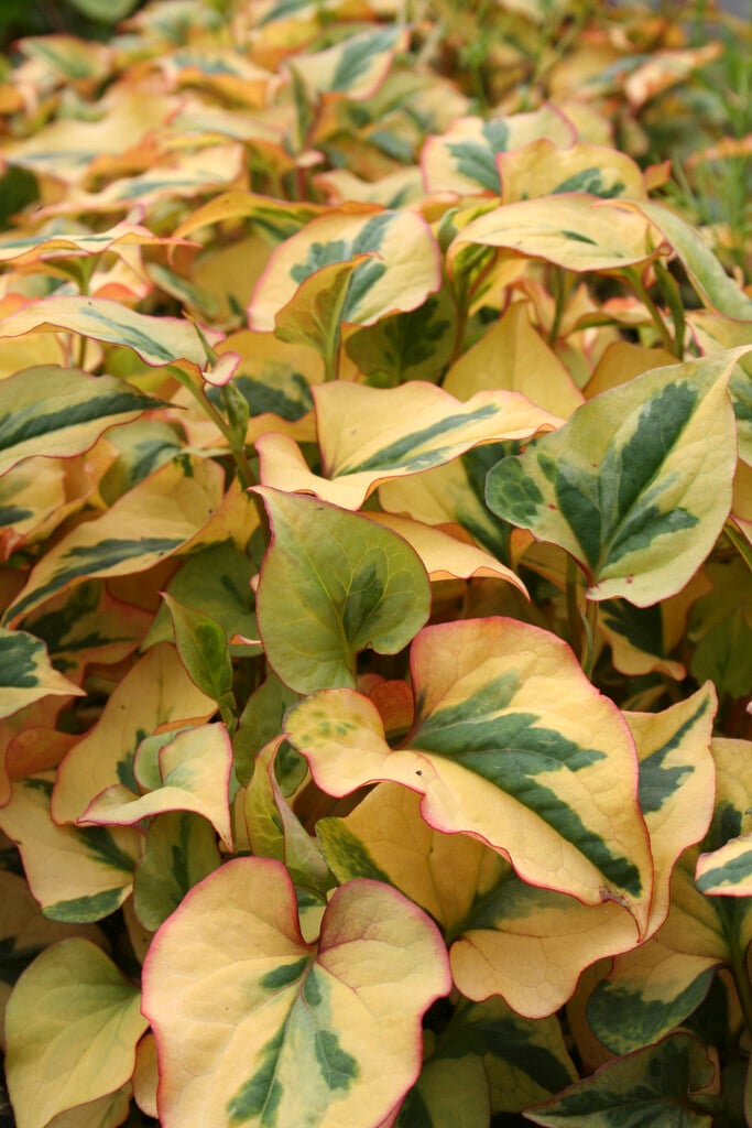 <em>Houttuynia</em> <em>cordata</em> 'Flame' (v)