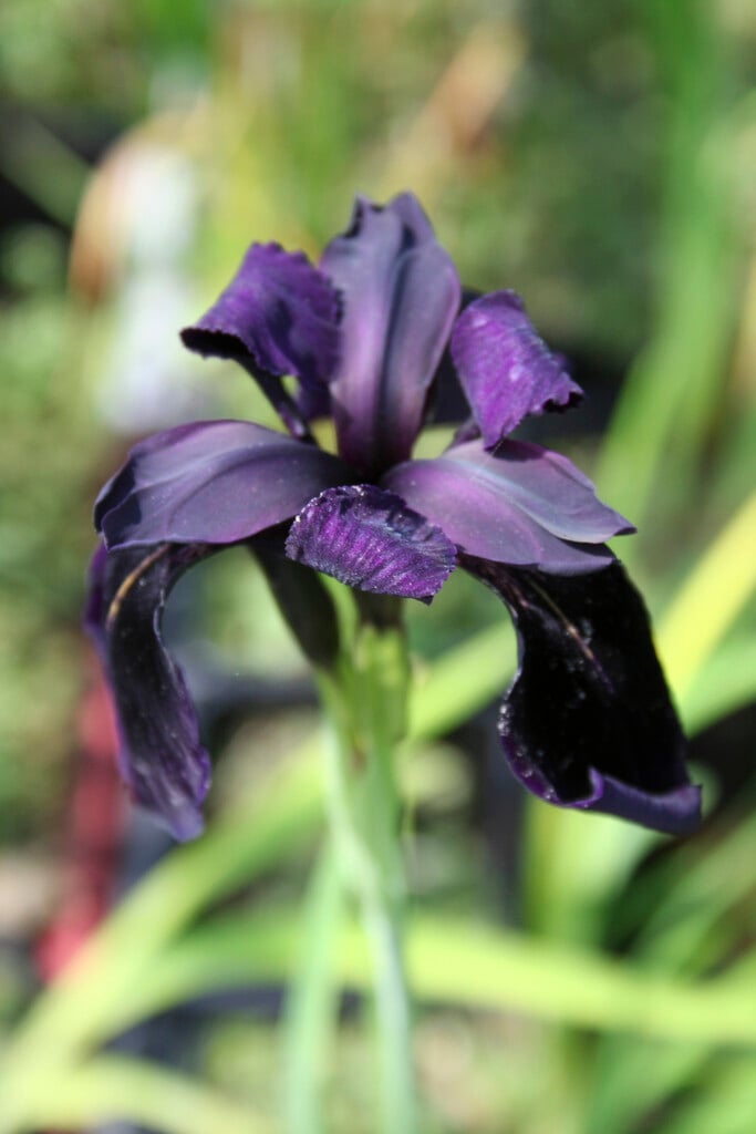 black iris