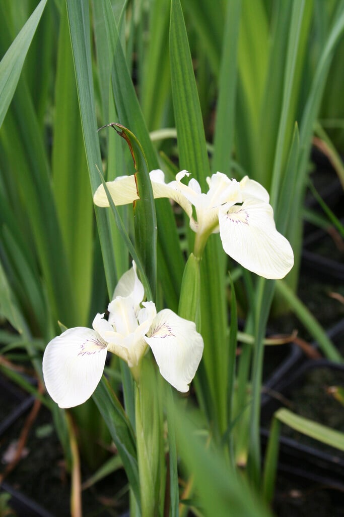 Iris variegata alba Herbaceous Perennial/RHS Gardening