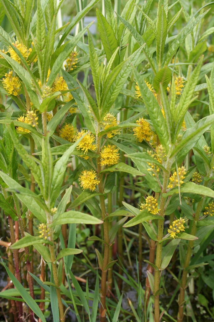 tufted loosestrife