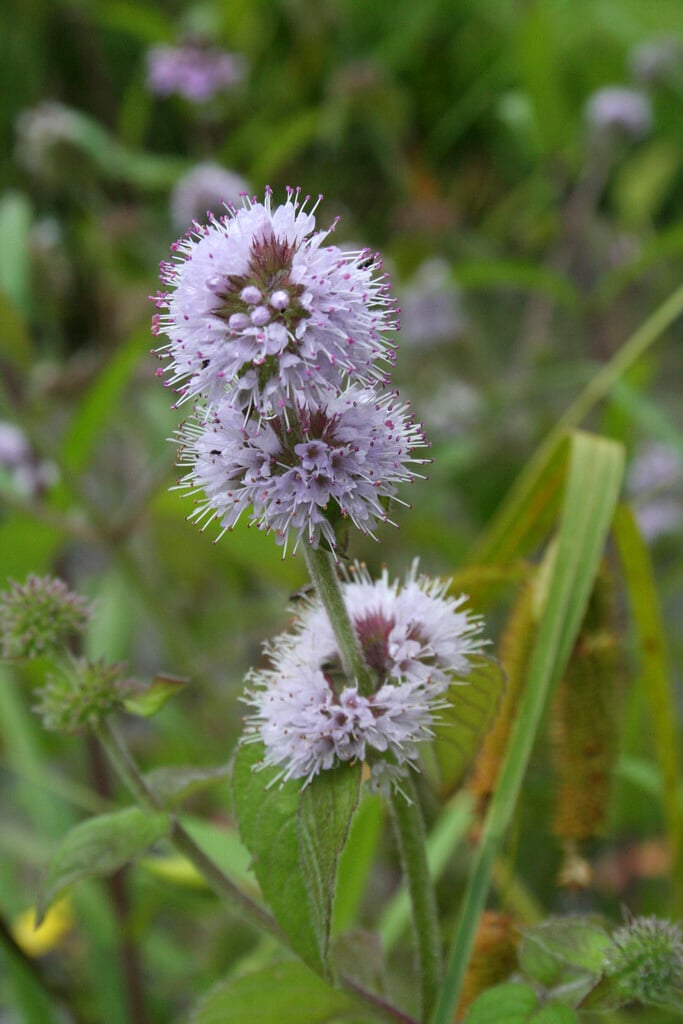 water mint