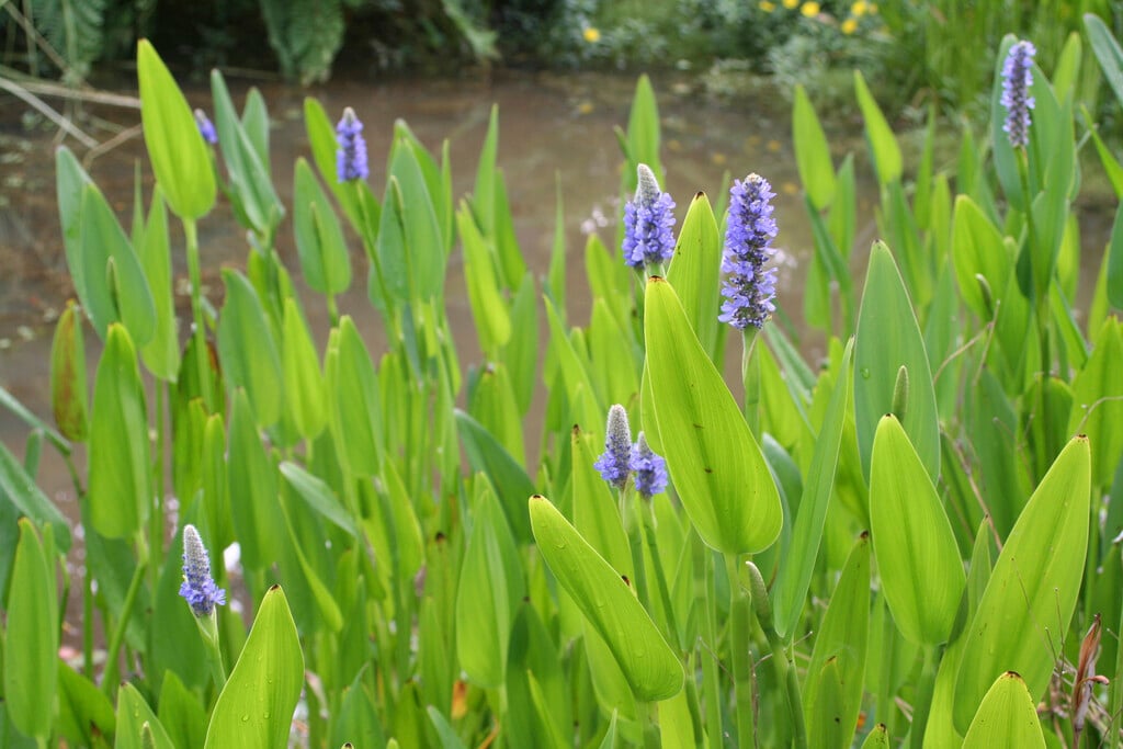 <em>Pontederia</em> <em>cordata</em> var. <em>lancifolia</em>