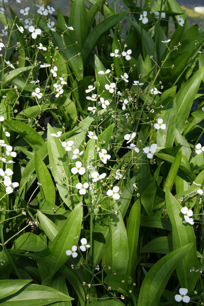 <i>Sagittaria</i> <i>graminea</i>