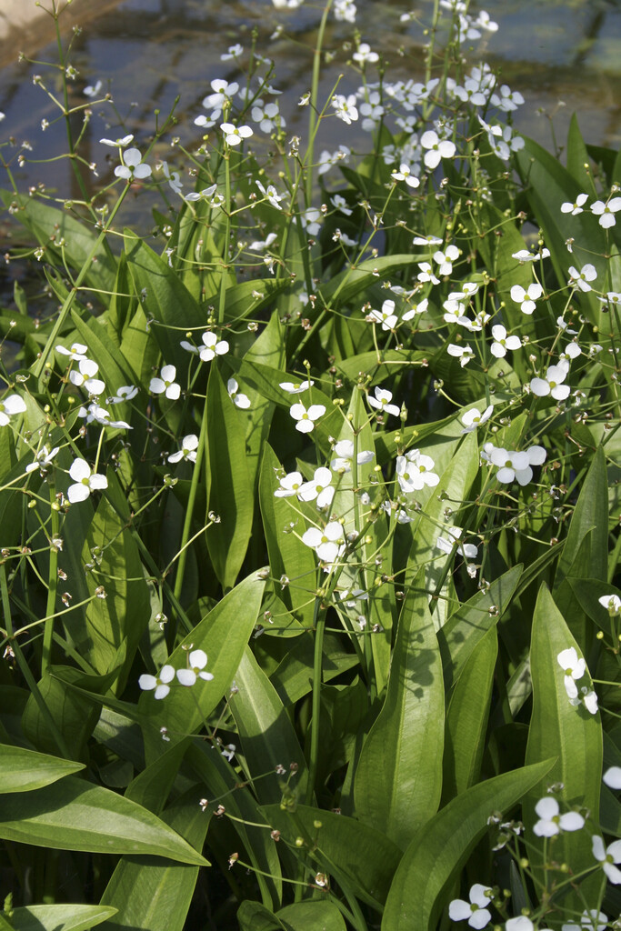 <i>Sagittaria</i> <i>graminea</i>