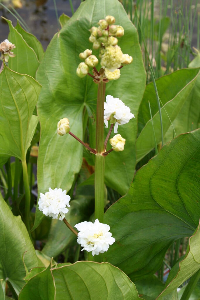 double-flowered swamp potato