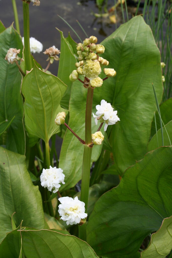 double-flowered swamp potato