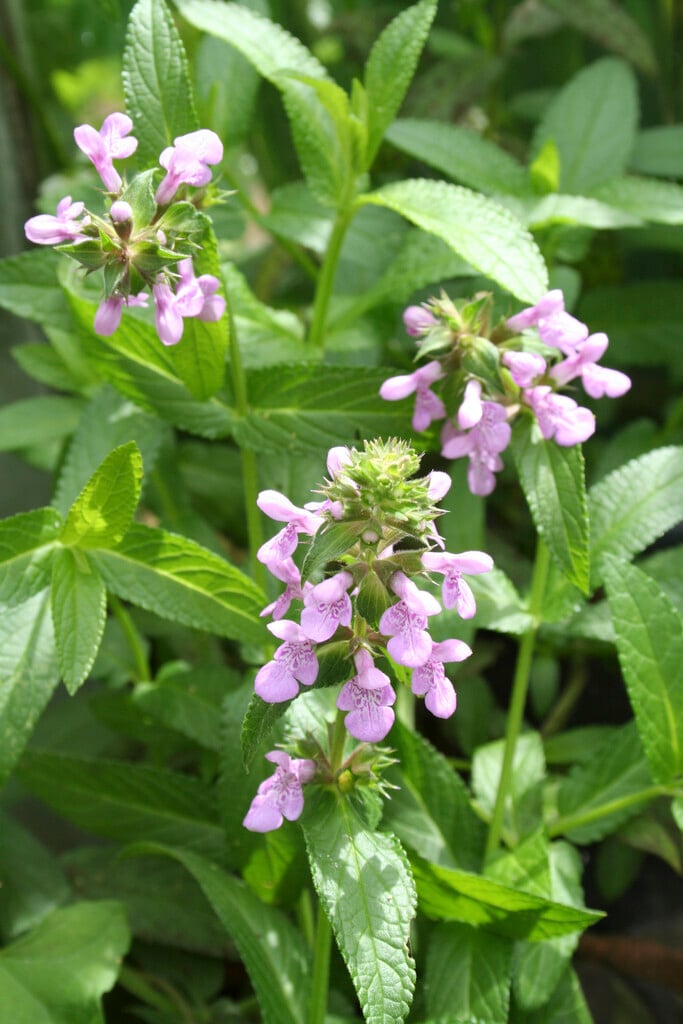 marsh woundwort