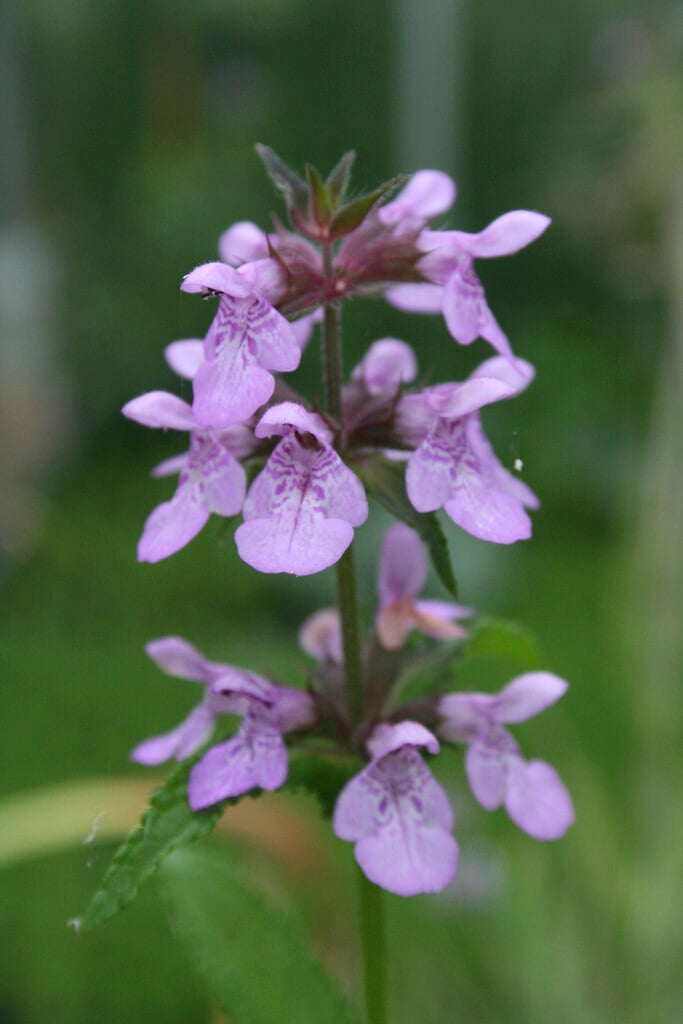 marsh woundwort