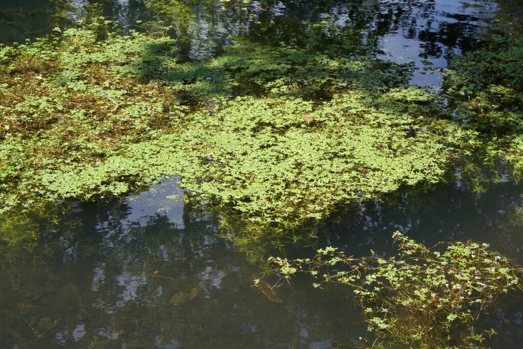 water chickweed