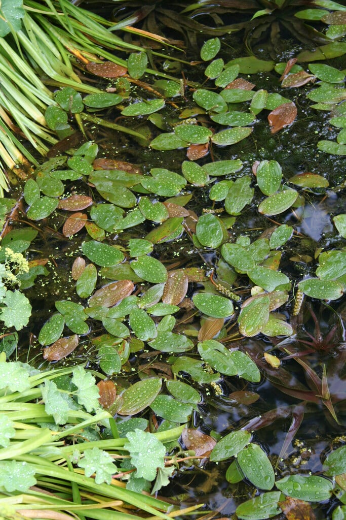 pickerel weed