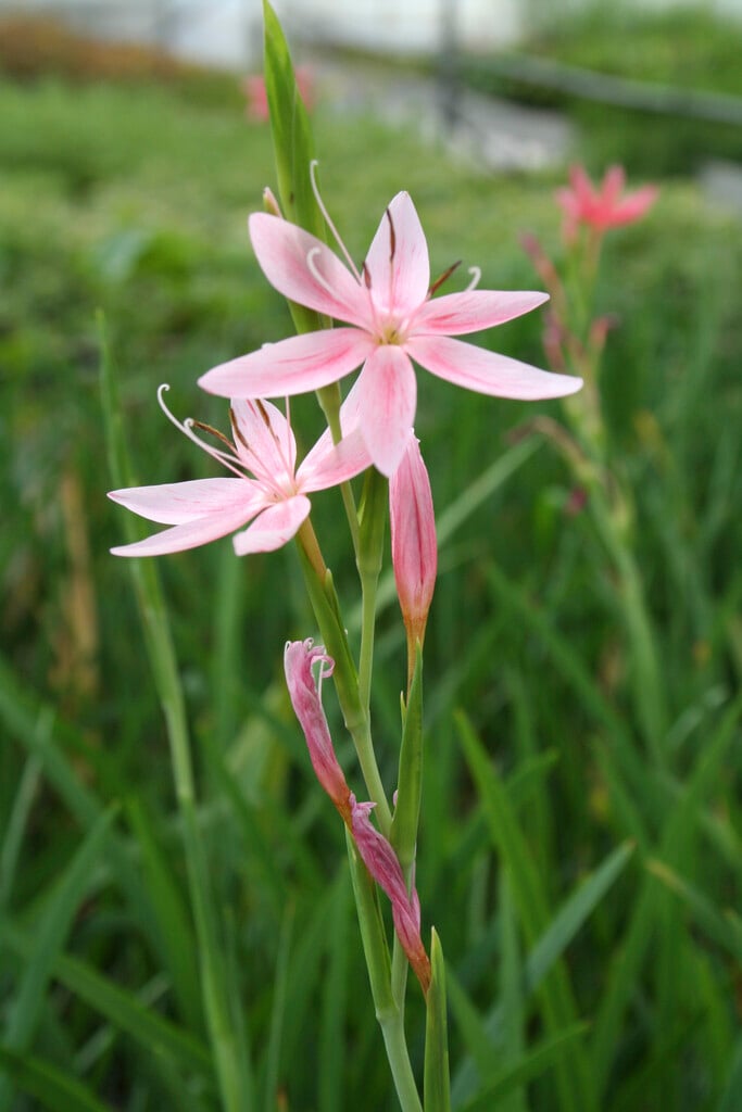 crimson flag lily 'Mrs Hegarty'