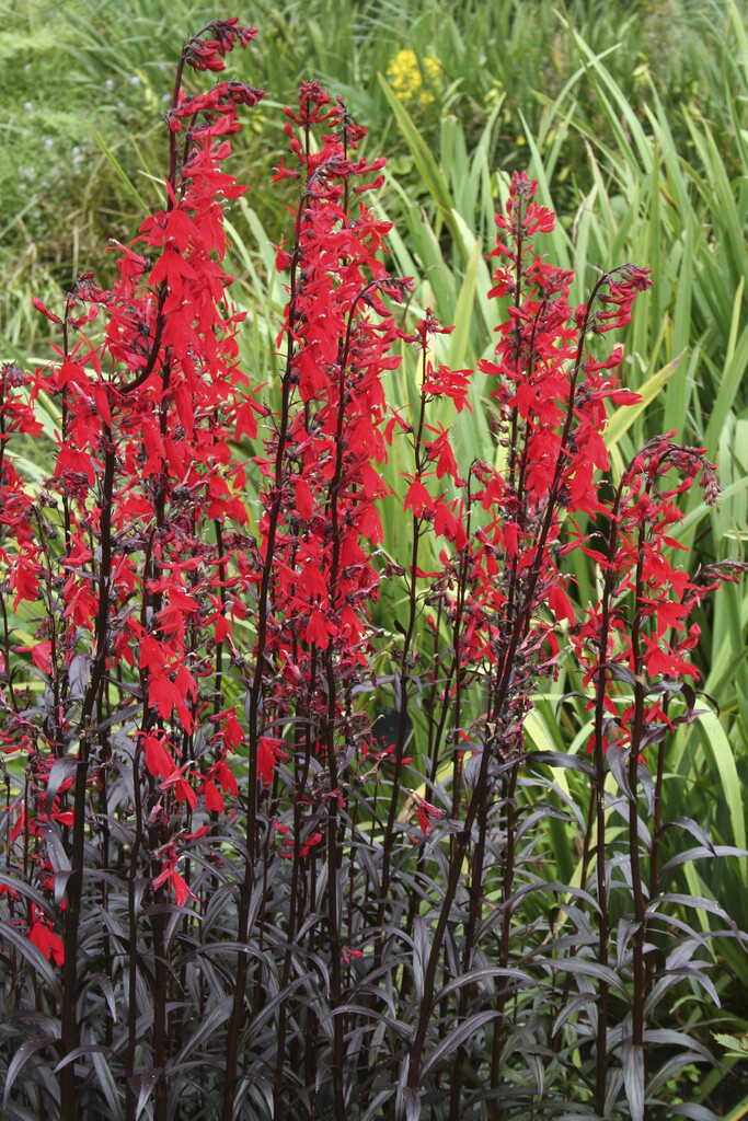 <i>Lobelia</i> 'Brightness'