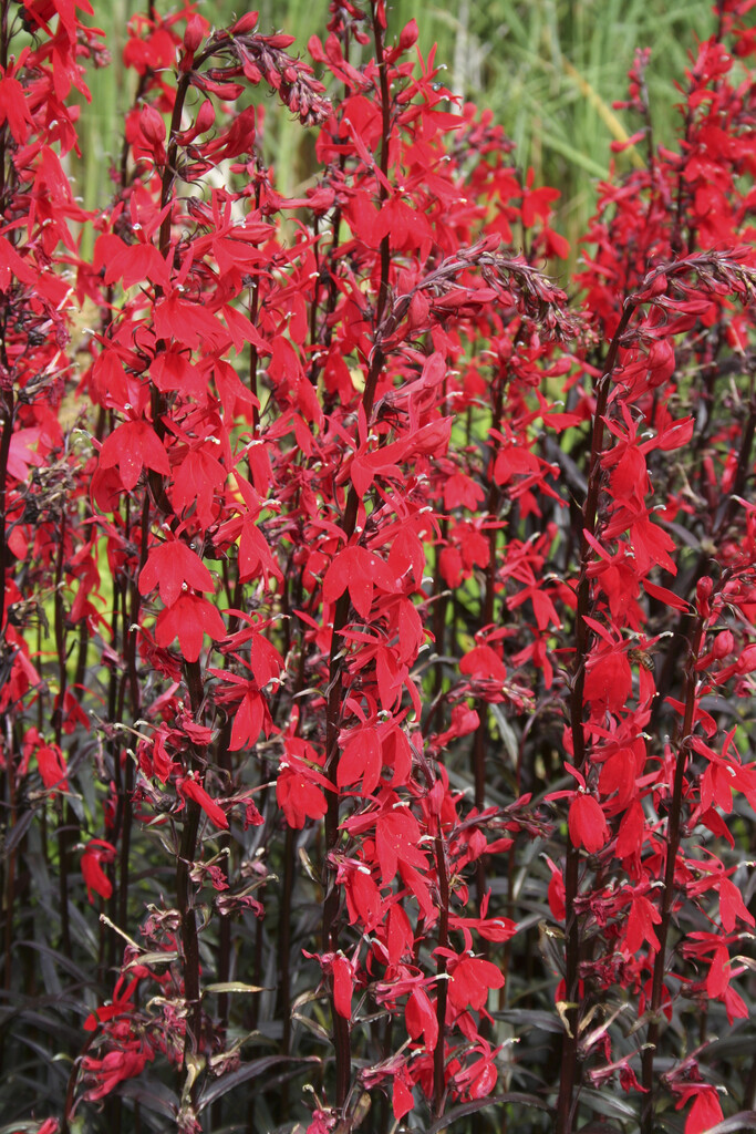 <i>Lobelia</i> 'Brightness'