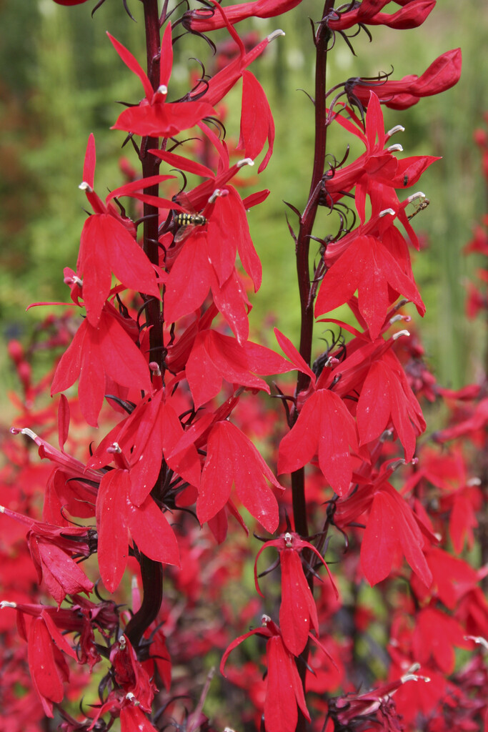 <i>Lobelia</i> 'Brightness'