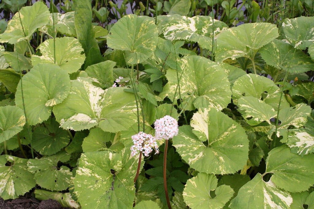 <i>Petasites</i> <i>hybridus</i> 'Variegatus' (v)