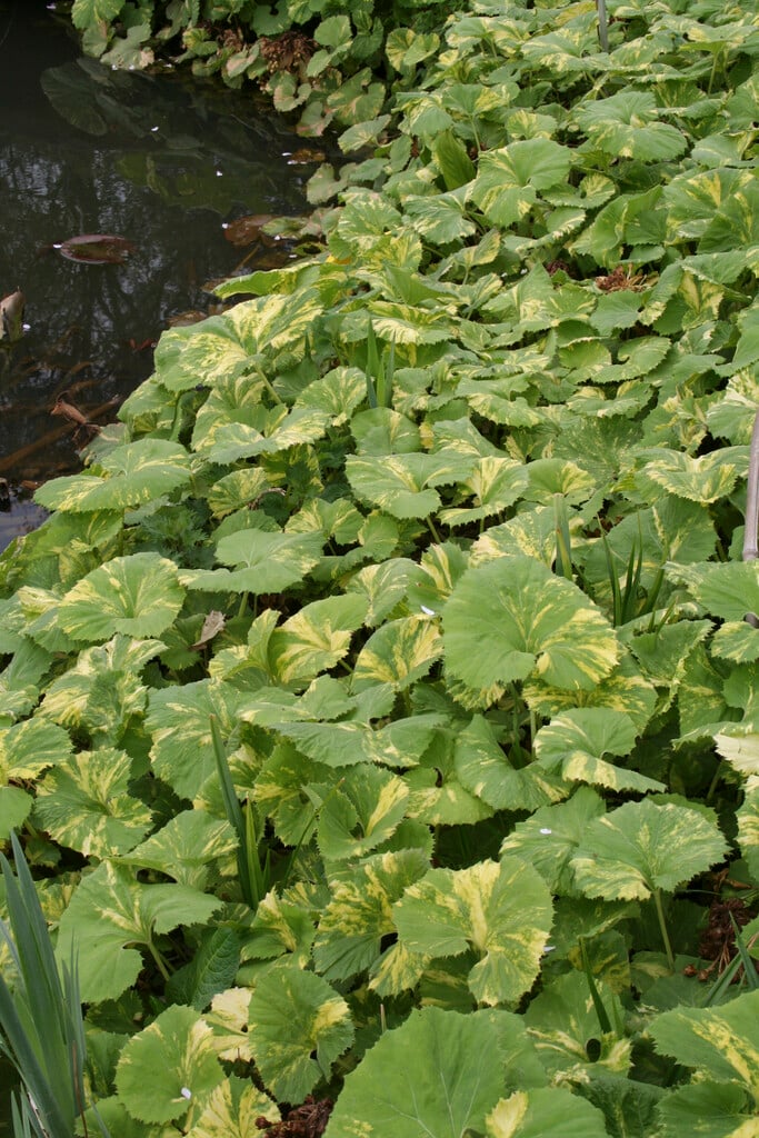 <i>Petasites</i> <i>hybridus</i> 'Variegatus' (v)