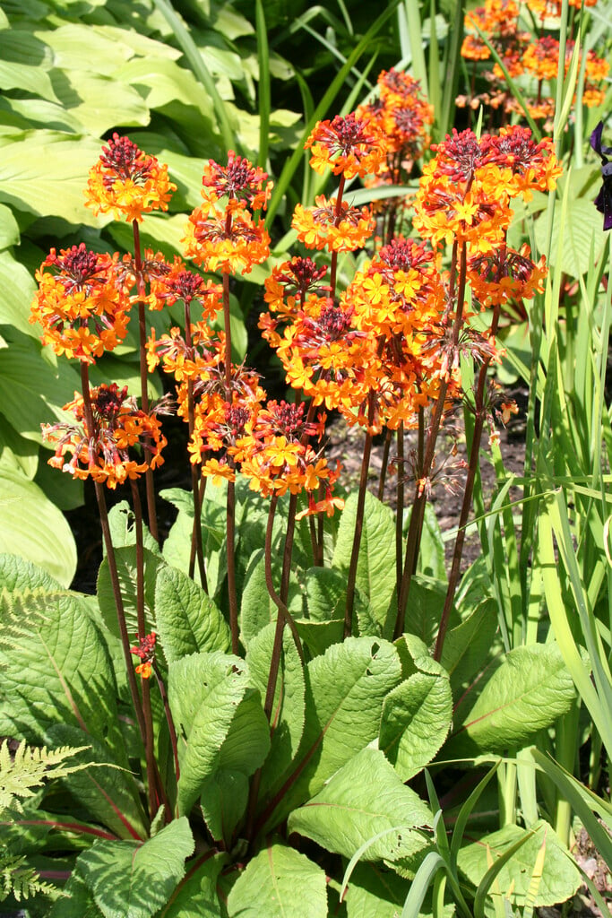<em>Primula</em> <em>aurantiaca</em> (Pf)