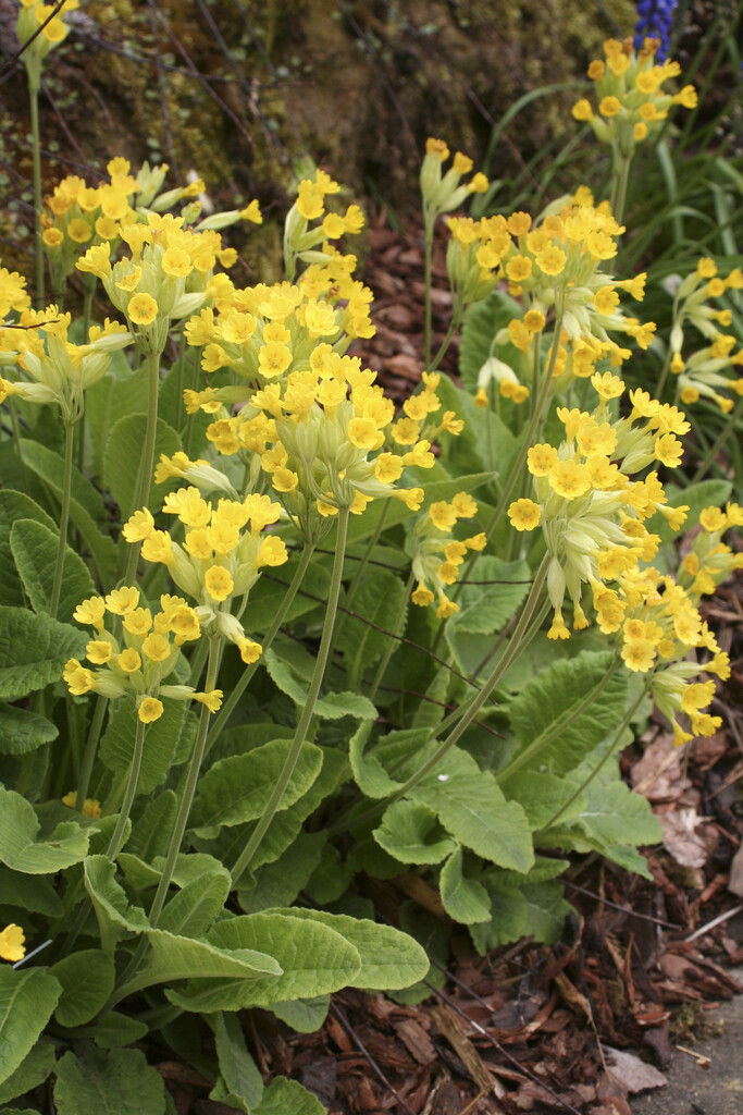 common cowslip