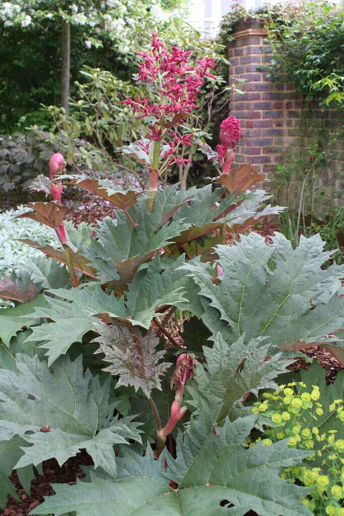 Chinese rhubarb