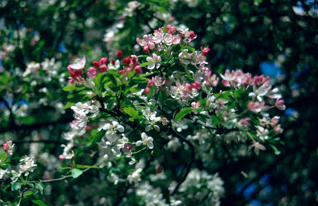 Malus × floribunda