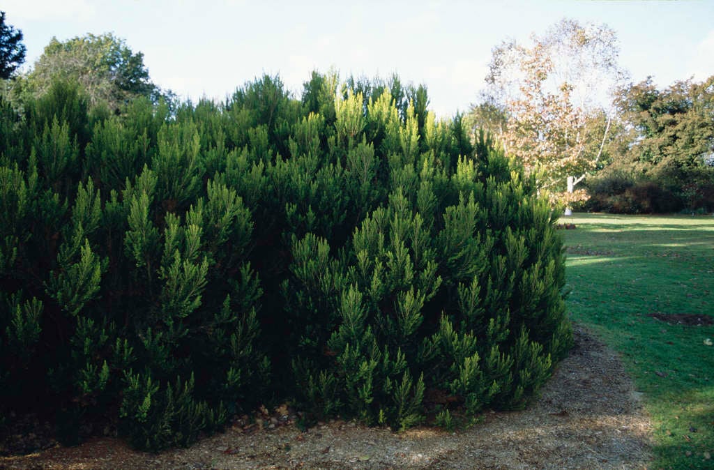 Erica arborea var. alpina
