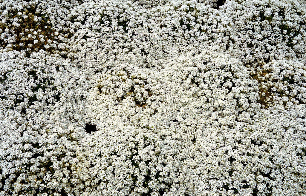 Lobularia maritima 'Wonderland White'