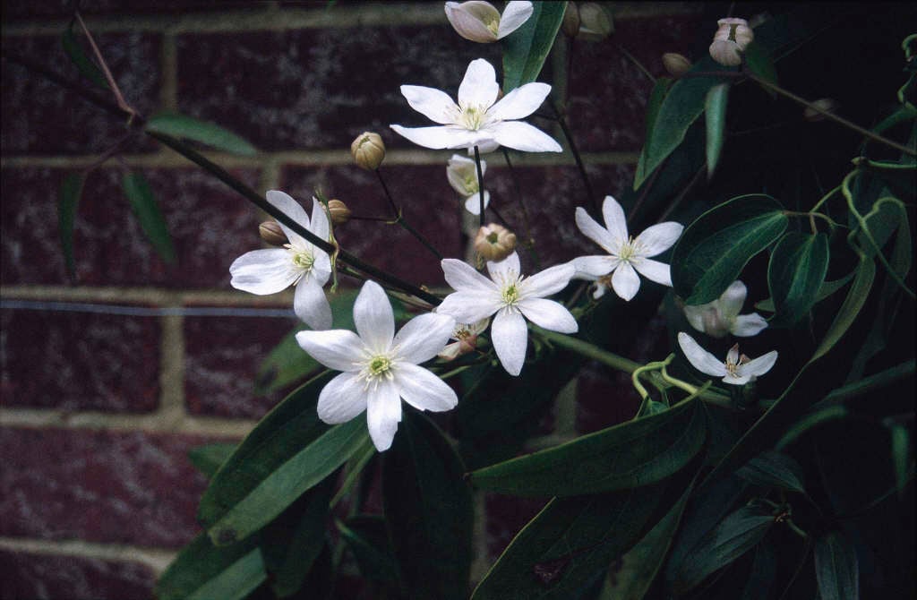 Clematis armandi
