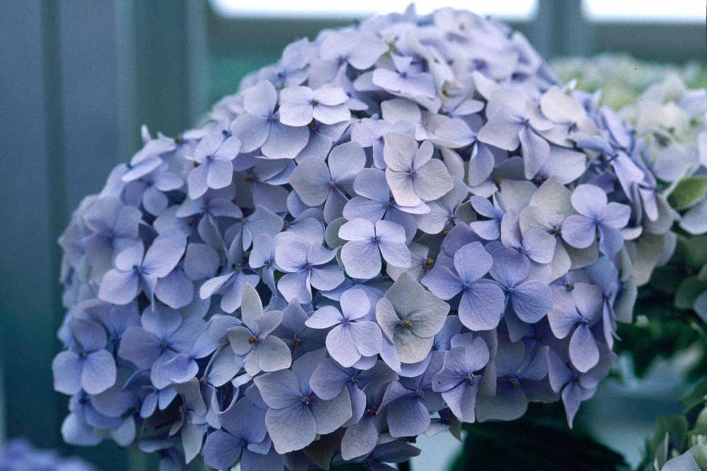 Image of Hydrangea colorant blue hydrangea