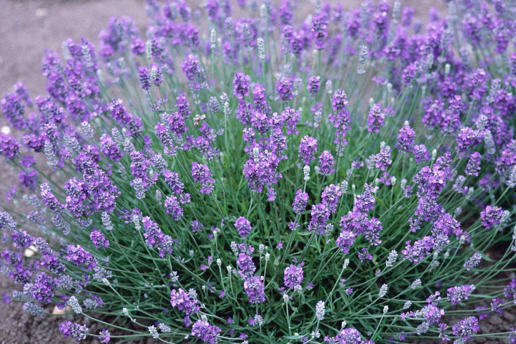 English Lavender By Height Rhs Gardening