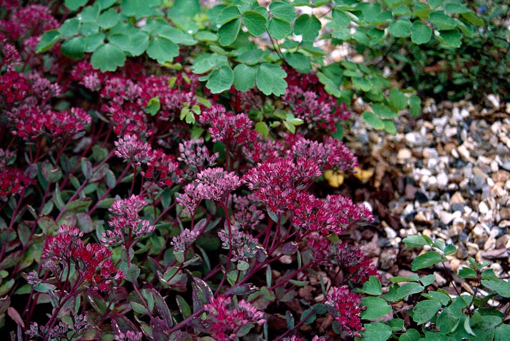 Hylotelephium 'Ruby Glow'