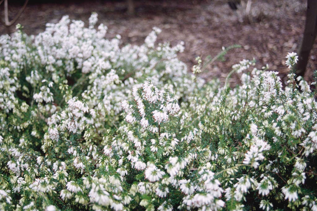 Erica carnea f. alba 'Springwood White'