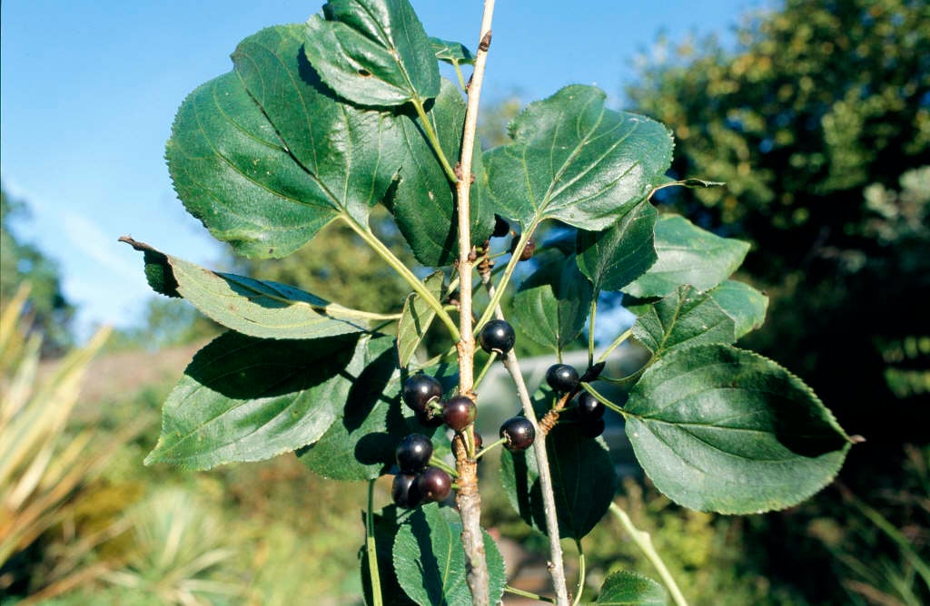 Rhamnus cathartica