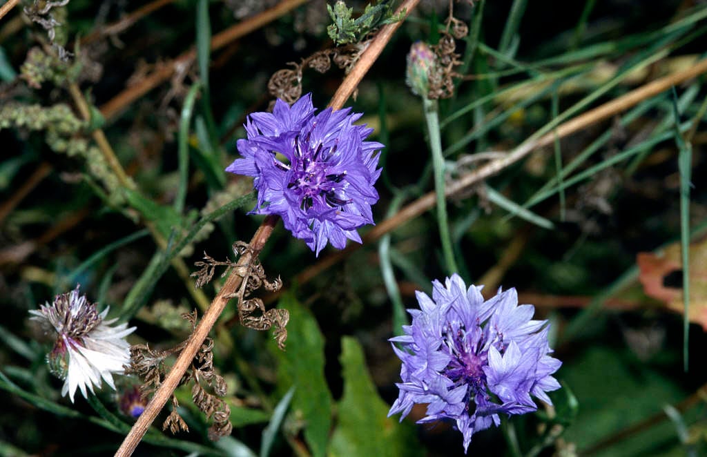 Centaurea cyanus