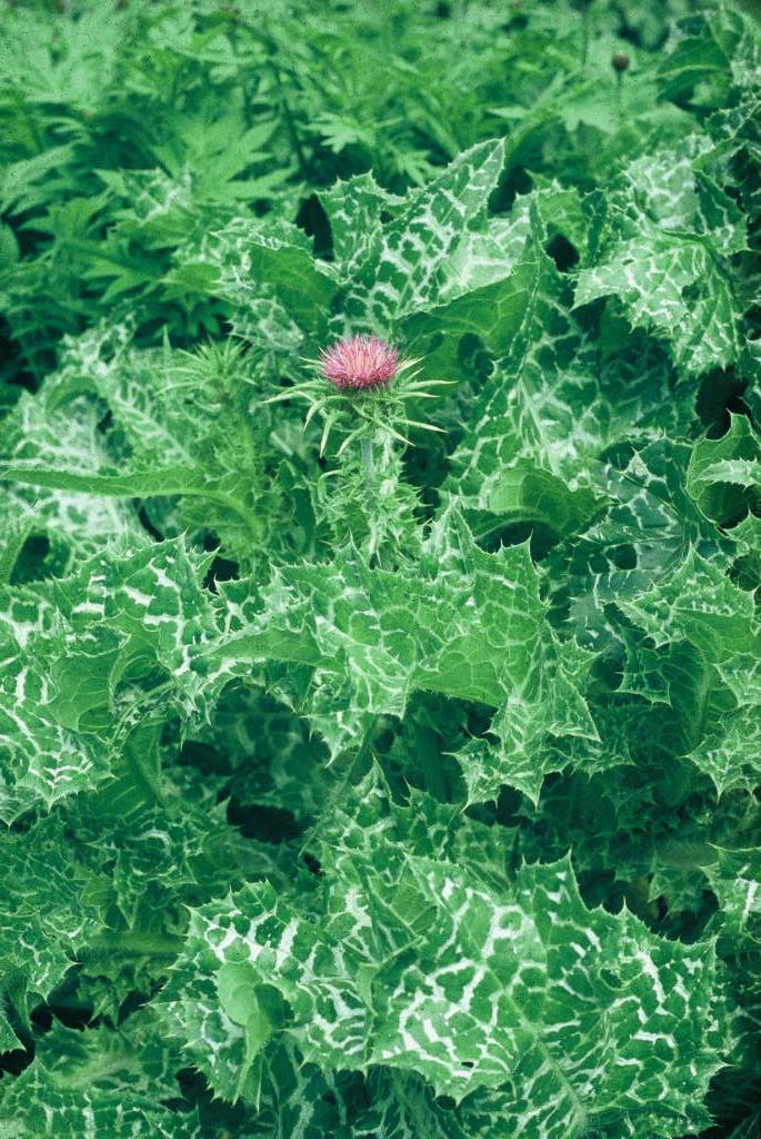 Silybum marianum
